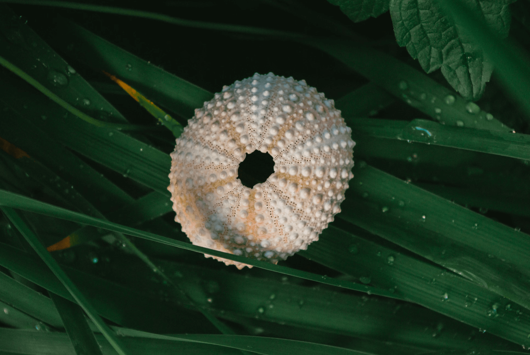 Sourcing with Purpose
